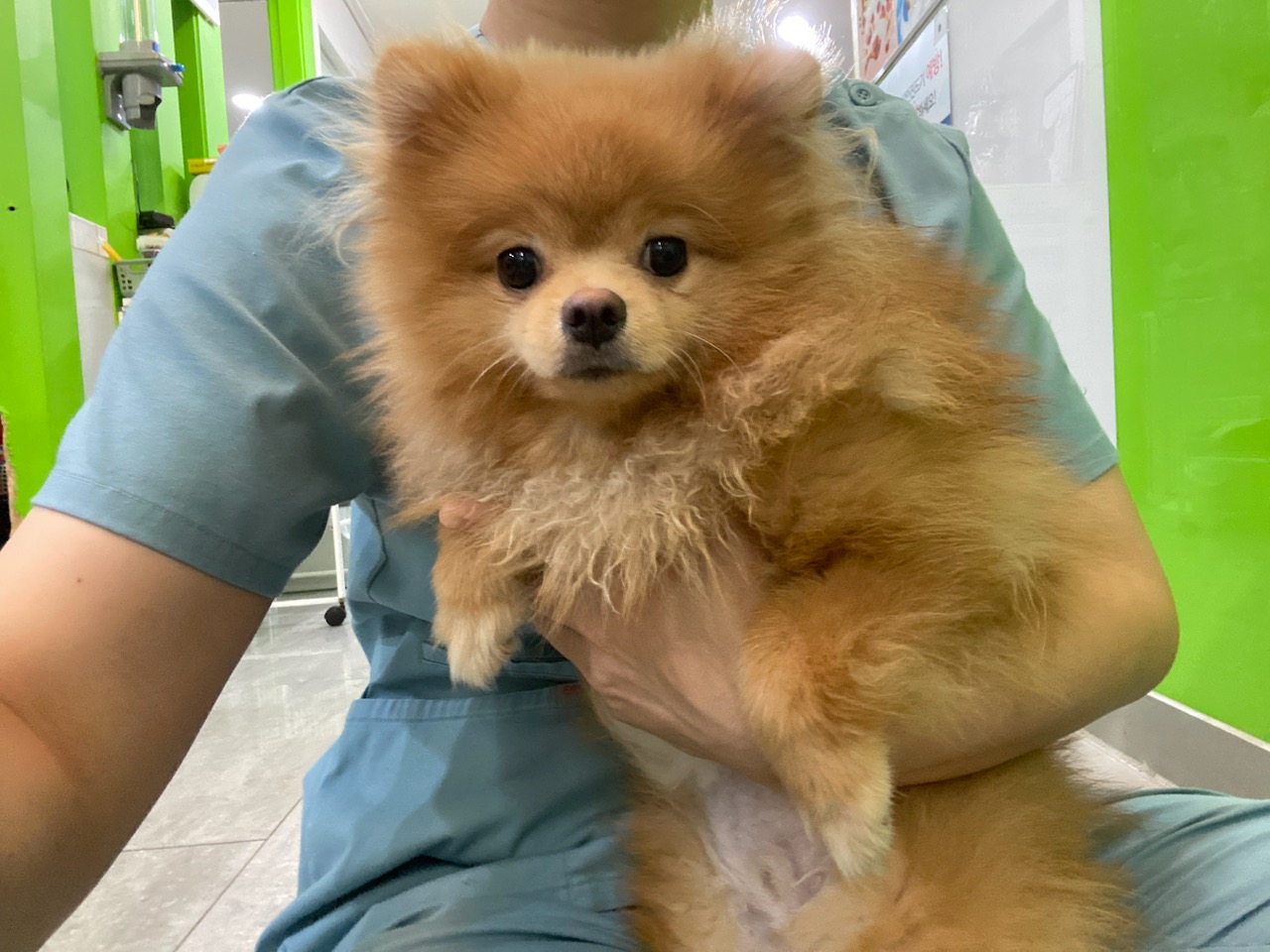 포메라니안 이미지 파일 입니다.